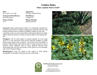 Golden Dalea Dalea capitata Sierra Gold   Size:  Exposure: 8- 12 tall x  3 -5  wide  Full
