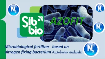 Other  Oxygen  Gases  21%  1%  Nitrogen  78%  Bacteria Azotobacter vinelandii are able to fix