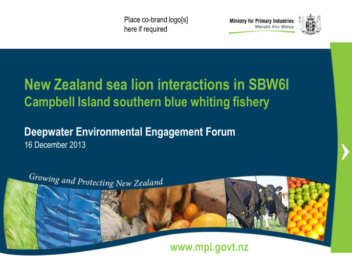 new zealand sea lion interactions in sbw6i