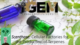 Scenthase: : Cellular Factories for  the Production of Terpenes  Our Team After  its First Year
