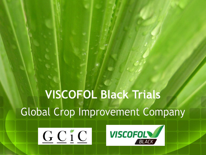 viscofol black trials foliar treatment