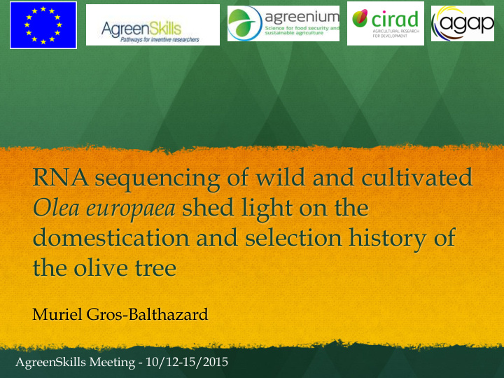 rna sequencing of wild and cultivated olea europaea shed