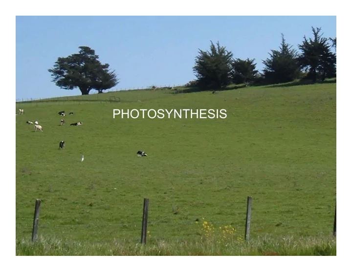 photosynthesis compare photosynthesis to respiration