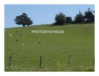 PHOTOSYNTHESIS  Compare photosynthesis to respiration:  Respiration:  C6H12O6 + 6O2          6CO2 +