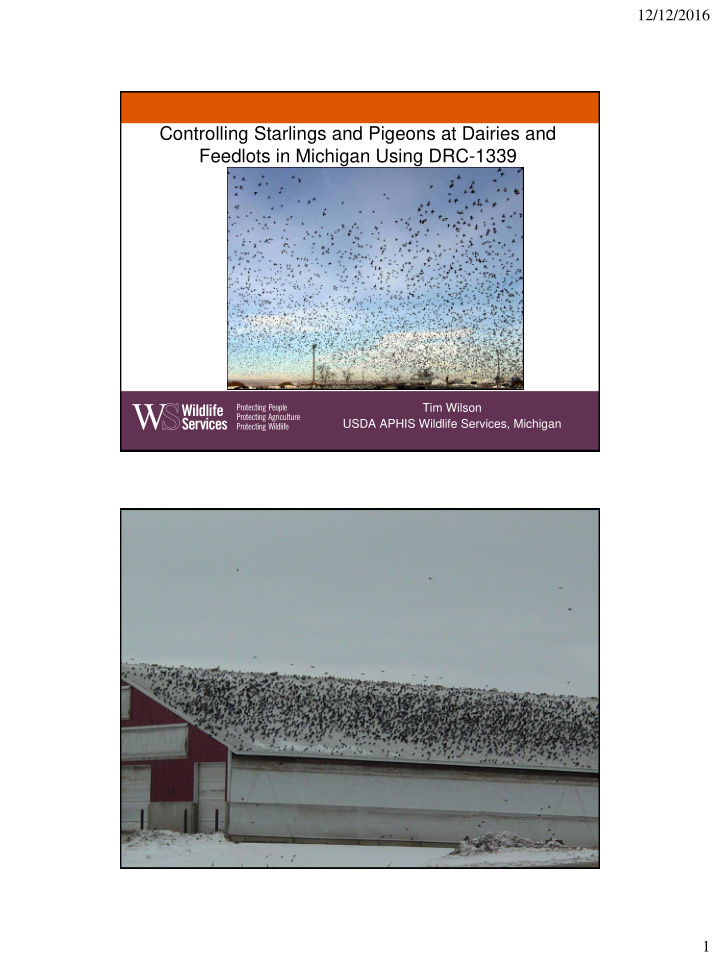 controlling starlings and pigeons at dairies and feedlots