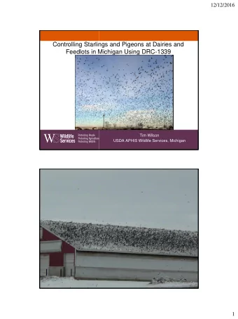 Controlling Starlings and Pigeons at Dairies and  Feedlots in Michigan Using DRC-1339  Tim Wilson