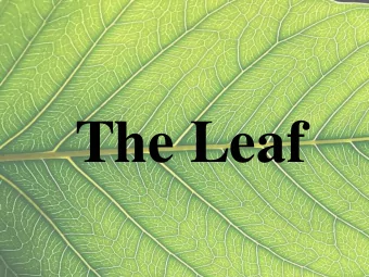 The Leaf  LEAVES:  Function: Photosynthesis  (food  production for the  whole plant).