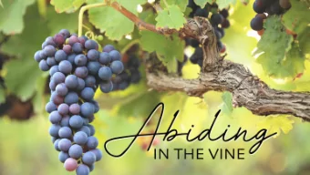 The Vine &amp; the Branches  John 15:1-3  John 15 gives us an indication of our priorities as a