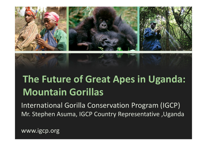 the future of great apes in uganda the future of great