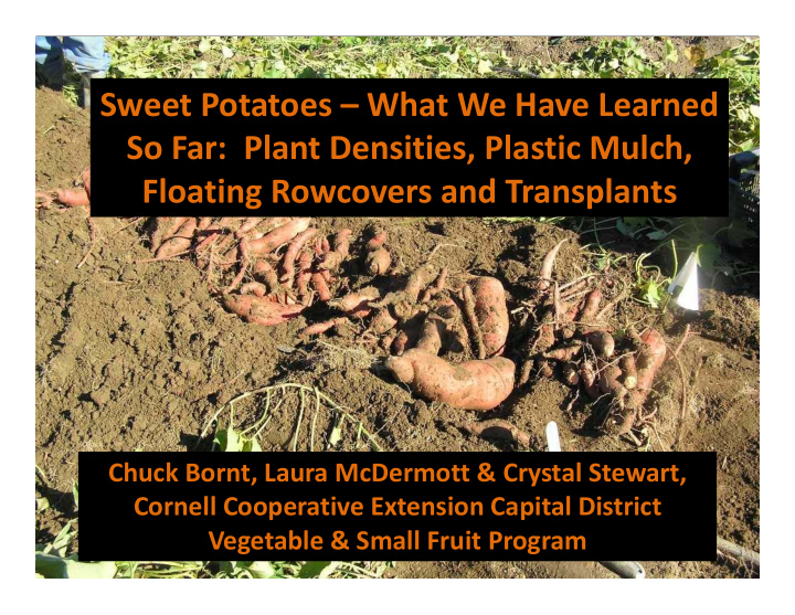 sweet potatoes what we have learned so far plant