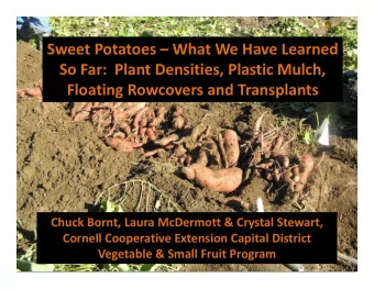 Sweet Potatoes  What We Have Learned So Far: Plant Densities, Plastic Mulch, Floating Rowcovers
