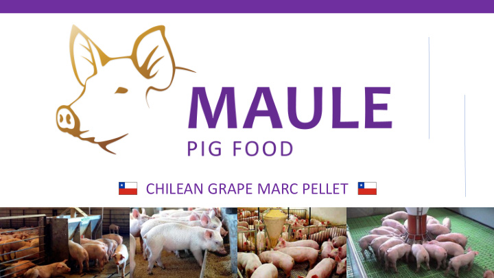 chilean grape marc pellet the product