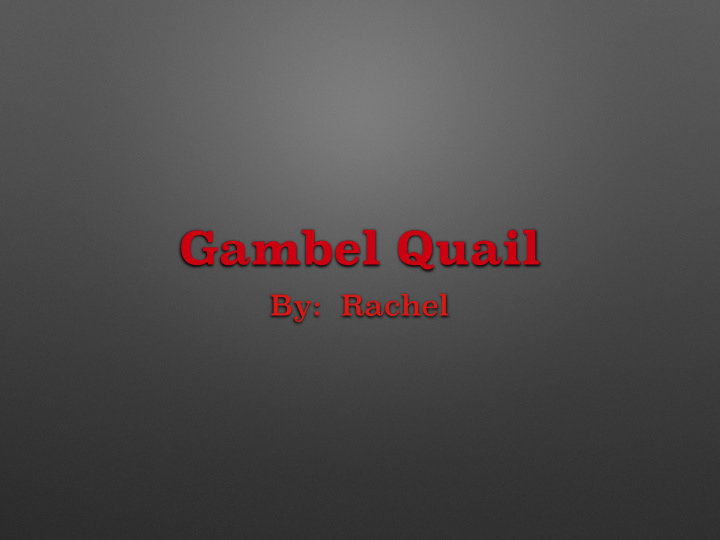 gambel quail