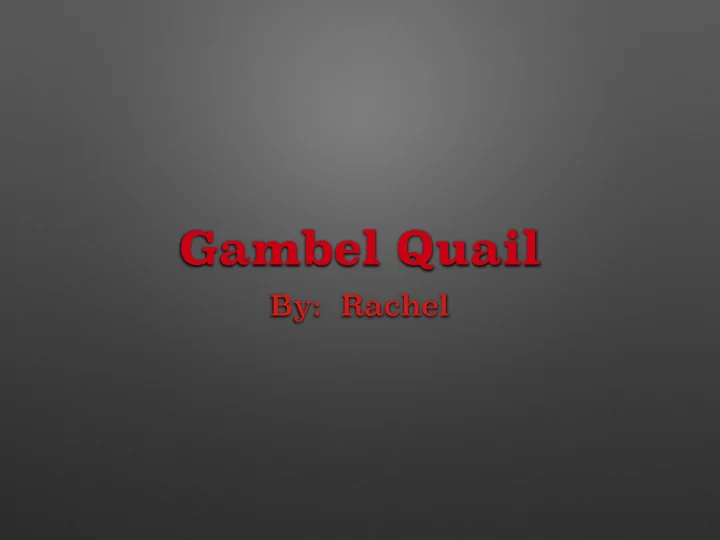 gambel quail