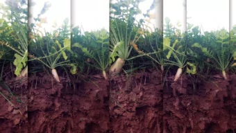 MICROBIOLOGY  P  M  O  O  L  N  Y  O  C  C  U  U  L  L  T  T  U  U  R  R  E  E NATURES