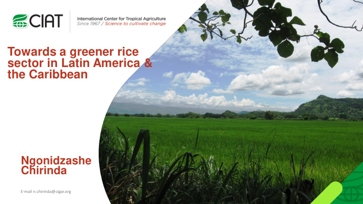 towards a greener rice
