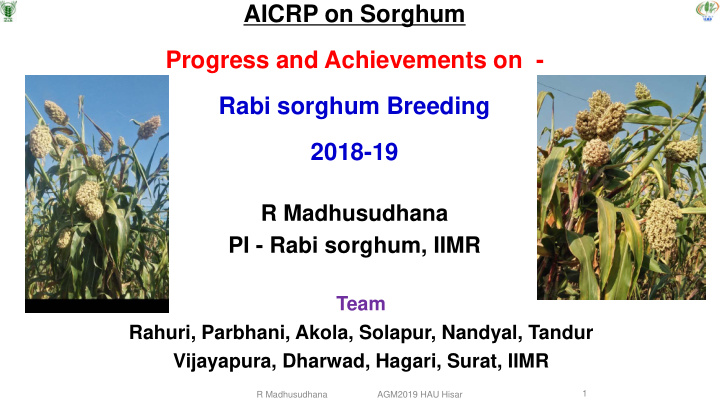 aicrp on sorghum progress and achievements on rabi