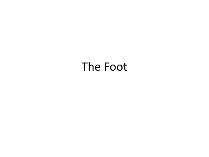 the foot bones of the foot