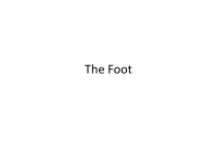 the foot bones of the foot