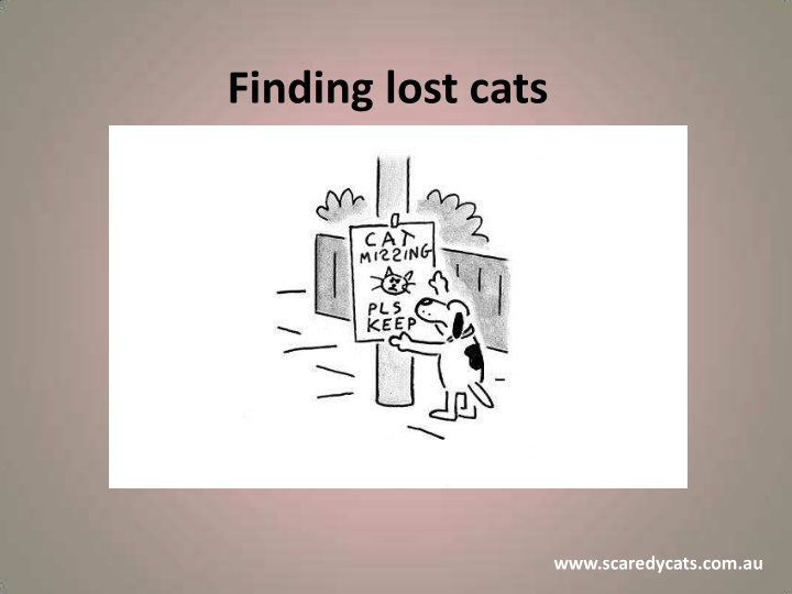 finding lost cats