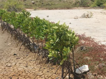 When to act and how? Active vs passive restoration of  mangroves in shrimp farming  areas in Sri