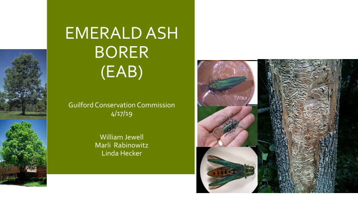 emerald ash borer eab