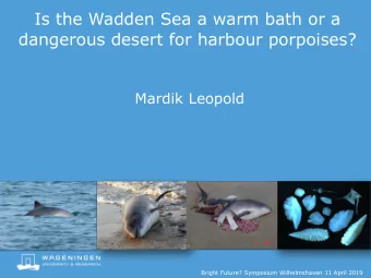 Is the Wadden Sea a warm bath or a  dangerous desert for harbour porpoises?  Mardik Leopold  Bright