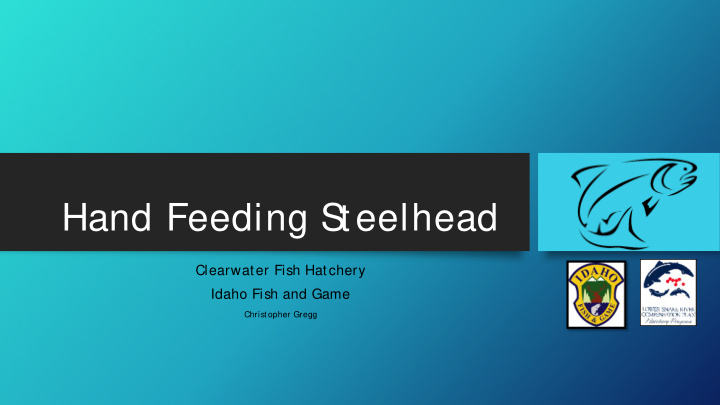 hand feeding s teelhead