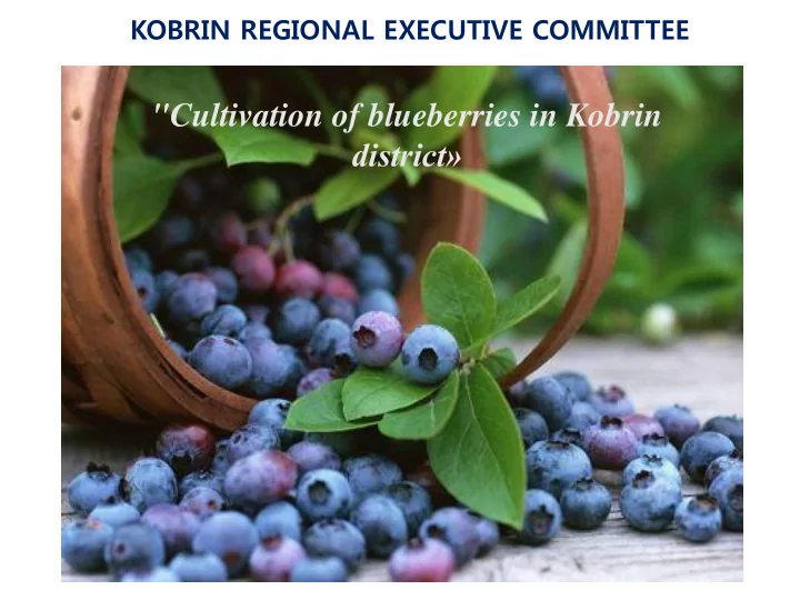district blueberries delicious and very useful berry