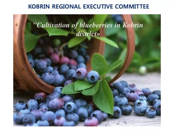 district  Blueberries-delicious and very useful berry, which is a source of  vitamins and a