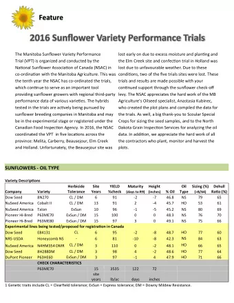 Feature The Manitoba Sunfmower Variety Performance  lost early on due to excess moisture and
