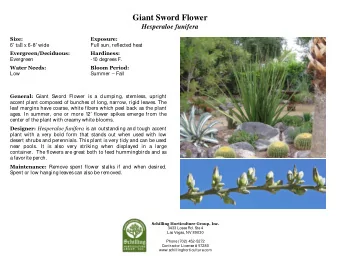 Giant Sword Flower  Hesperaloe funifera  Size:  Exposure: 6  tall x 6-8  wide  Full sun,