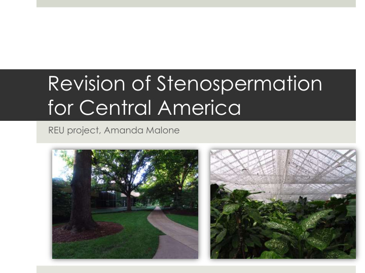 revision of stenospermation for central america