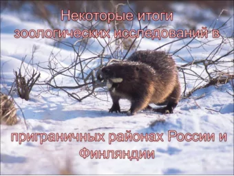 Distribution of the brown bear  Distribution of the brown bear  in the Russian North-  -West,