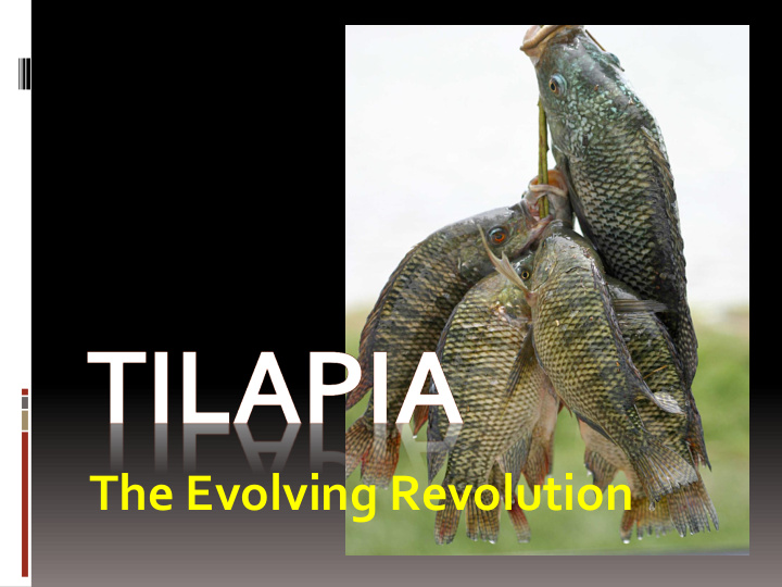 the evolving revolution power of tilapia