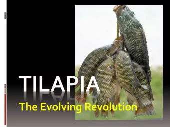 The Evolving Revolution Power Of TILAPIA..  One of tilapias  $4 per kg  greatest assets is