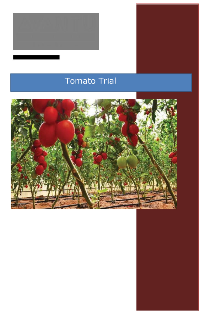 tomato trial