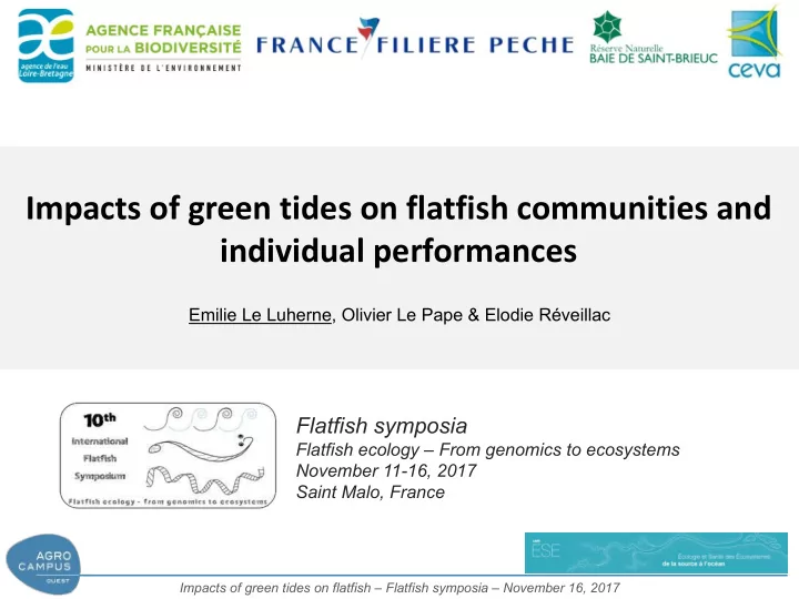 impacts of green tides on flatfish communities and