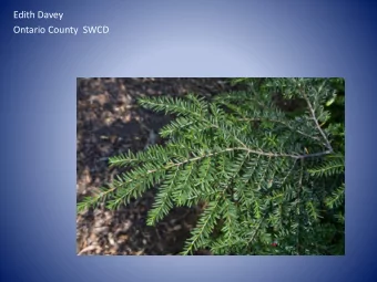 Edith Davey  Ontario County  SWCD  Under the Hemlock Trees  Surface roots hold soils  Slumping