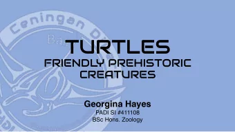 ORIGIN OF TURTLES  Earliest relative of the current  existing sea turtles - Desmatochelys padillai