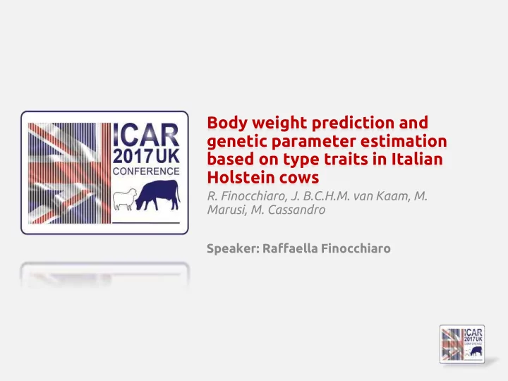 holstein cows