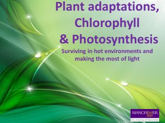 Chlorophyll  &amp; Photosynthesis  Surviving in hot environments and making the most of light What