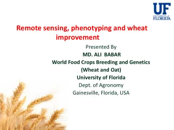 Remote sensing, phenotyping and wheat  improvement  Presented By  MD. ALI  BABAR  World Food Crops