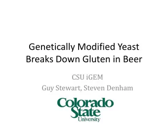 Genetically Modified Yeast  Breaks Down Gluten in Beer  CSU iGEM  Guy Stewart, Steven Denham  CSU