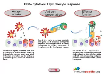 Antigen  Effector  Antigen  uptake  function  presentation  Dendritic cells process protein
