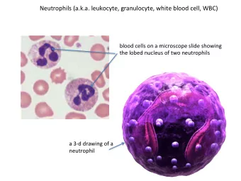 Neutrophils  (a.k.a.  leukocyte,  granulocyte,  white  blood  cell,  WBC)