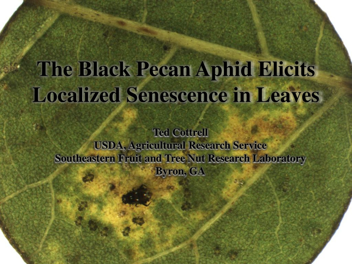 the black pecan aphid elicits localized senescence in