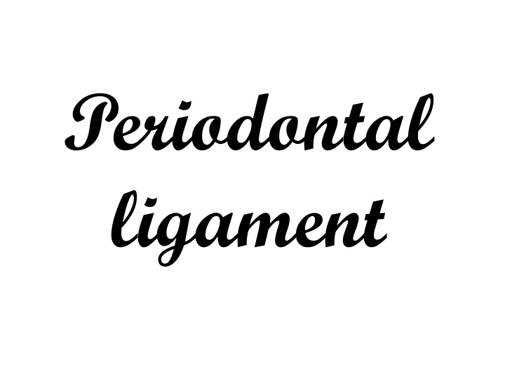 periodontal ligament the periodontium