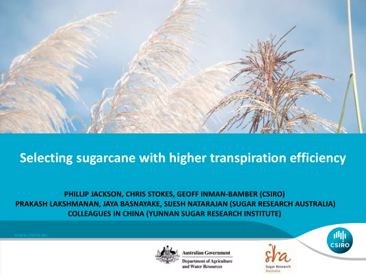 selecting sugarcane with higher transpiration efficiency