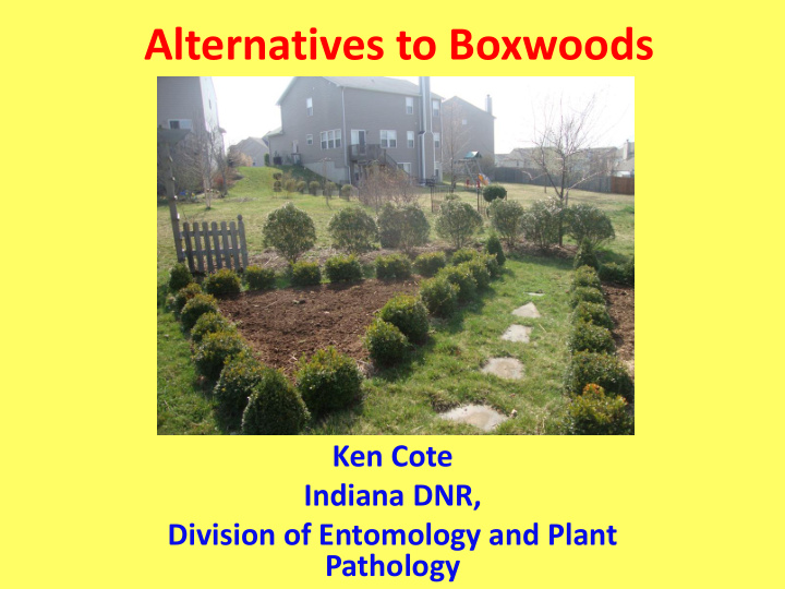 alternatives to boxwoods